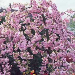 Prunus Kiku-Shidare Zakura Tree - Stunning Pink Blossoms, Ornamental, Low Maintenance (5-6ft)