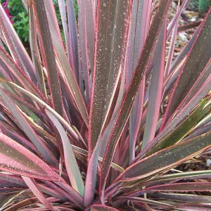 Phormium Sundowner Garden Plant - Colorful Striped Foliage, Compact Size, Hardy (15-30cm Height Including Pot)