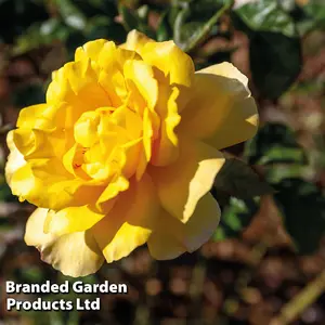 Rose  (Climbing) Golden Showers 3 Litre Potted  Plant x 1