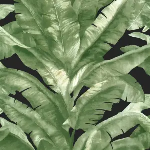 Tropical Green & Black Jungle Palm Wallpaper TR5200