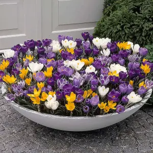 3 x Pots of Crocus Bulbs - Mixed Colours - Winter to Spring Flowering