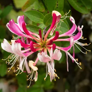 Lonicera Serotina Garden Plant - Fragrant Flowers, Compact Size (20-30cm Height Including Pot)