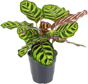 House Plant - Peacock Plant - Makoyana - 14 cm Pot size - 40-50 cm Tall - Calathea Marantaceae - Indoor Plant