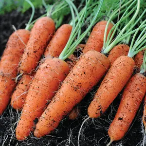 Carrot Flyaway F1 Hybrid 1 Seed Packet (400 Seeds)