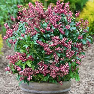 Pieris Polar Passion, Evergreen Shrub Plant for UK Gardens (15-25cm Height Including Pot)