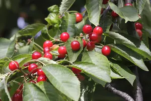 3 Wild Cherry Trees 40-60cm Stunning Blossom, Edible Cherries & Wild Bird Food 3FATPIGS