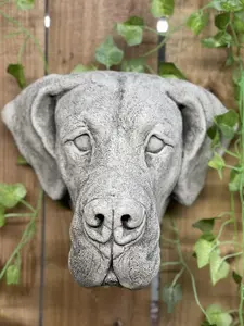 Adorable Great Dane Head Stone Wall Plaque