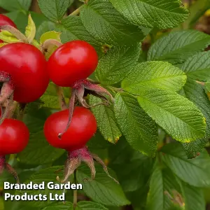 Rose Rugosa Rubra 2 Litre Potted Plant x 1