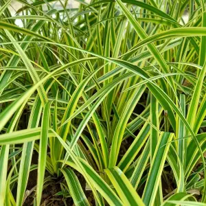 4 Pack Ornamental Grass Mix - Patio & Garden Decorative Grasses