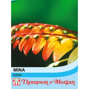 Mina Lobata 1 Seed Packet (16 Seeds)