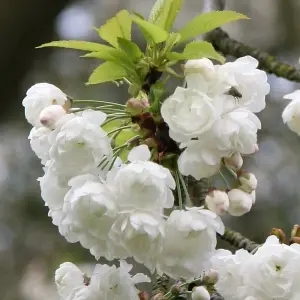 Plena Flowering Cherry Blossom Tree Ornamental Prunus Avium Bare Root 1.2m