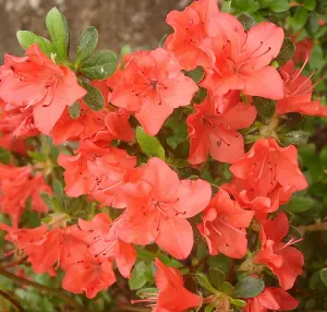 3 x Azalea Plants Including Geisha Orange - Purple - Red - Evergreen Shrubs