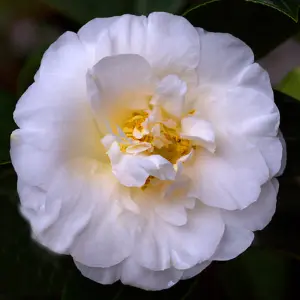 Camellia Onetia Holland - Outdoor Flowering Shrub, Ideal for UK Gardens, Compact Size (15-30cm)