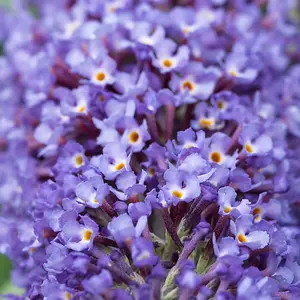 1 Buddleia davidii 'Nanho Blue' in 2L pot Buddleja Butterfly Bush 3FATPIGS