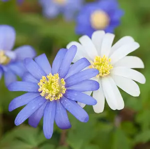 Anemone Blanda Mixed 100 Bulbs