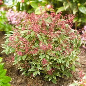 Pieris Polar Passion, Evergreen Shrub Plant for UK Gardens (15-25cm Height Including Pot)