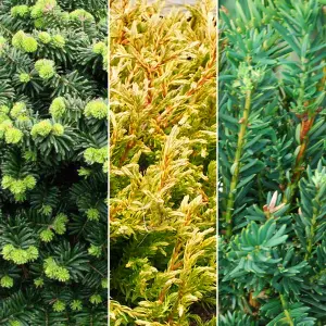 Conifer Plant Mix - Stunning Hardy Outdoor Shrubs, Colourful, Hardy (20-30cm, 6 Plants)