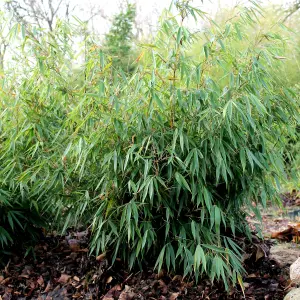 Fargesia Pingwu - Hardy Outdoor Bamboo Plant, Evergreen (20-40cm Height Including Pot)