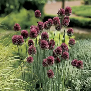 100 x Mixed Allium Bulbs 7 Different Varieties - Plant Now in Autumn for Spring Flowering