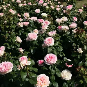 Pink Rose Bush - Souvenir de Baden Baden