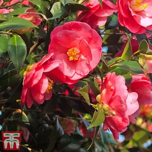 Camelia Red 9cm Potted Plant x 1