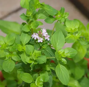 Oregano Herb Plant in 14cm Pot - Oreganos for Culinary Use - Ready to Plant