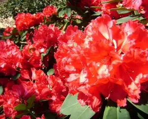 Direct Plants Rhododendron Lord Roberts Evergreen Shrub Plant Extra Large in a 10 Litre Pot