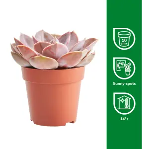 Verve Succulent & Cactus in Terracotta Plastic Grow pot 9cm