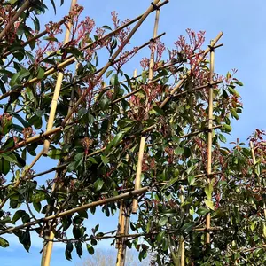 Red Robin Pleached Tree with Staking Kit - 200cm Stem and 10cm Girth