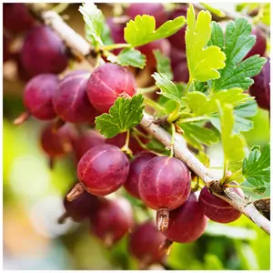 5 Red Gooseberry Captivator Plants Ribes uva Crispa, Branched Fruit Bush 3FATPIGS