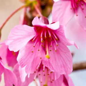 Prunus Okame Tree - Vibrant Pink Flowers, Compact, Hardy (5-6ft)