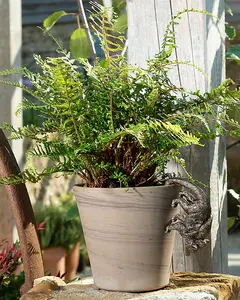 Lemur and Pup Plant Pot Hanger