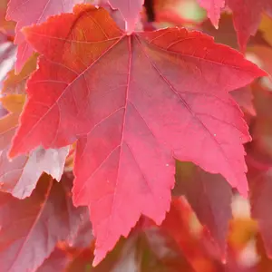 Acer rubrum Redpointe Tree - Stunning Red Foliage, Compact Size, Hardy (5-6ft)