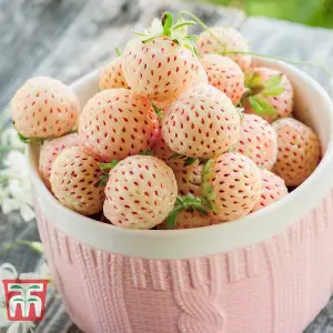 Strawberry (Fragaria) Snow White 12 Bare Roots + Incredicrop 100g