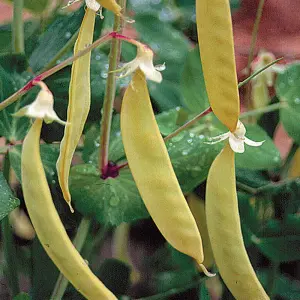 Pea Golden Sweet 1 Seed Packet