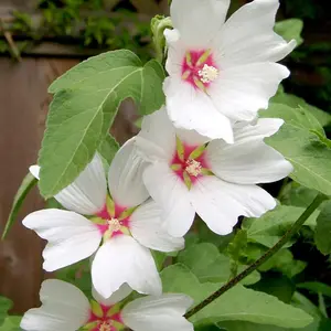 Lavatera Barnsley 3 Litre Potted Plant x 1