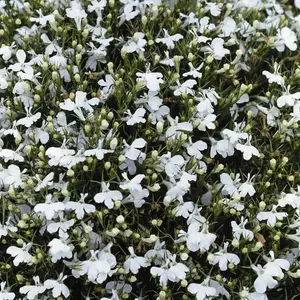 Lobelia Snowball 1 Packet (1000 Seeds)