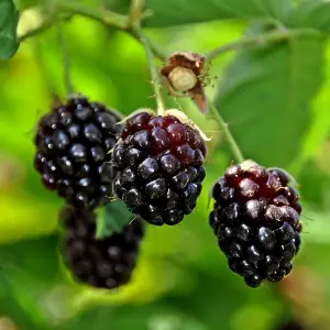 Boysenberry Fruit Bush Rubus Fruiting Berry Shrub Plant 3L Pot