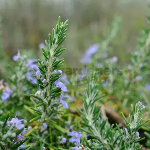 Rosemary Sudbury Blue (10-20cm Height Including Pot) Garden Herb Plant - Fragrant Perennial, Compact Size