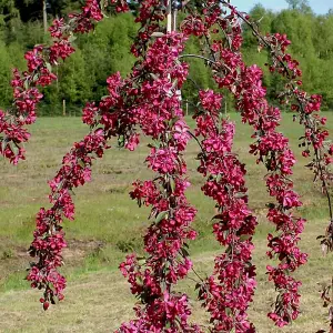 Malus Crimson Cascade Tree - Crab Apple Tree, Crimson Red Spring Blossoms, Low Maintenance (5-6ft)