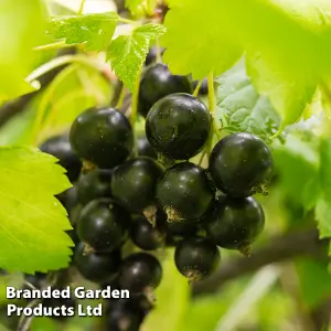 Blackcurrant (Ribes) Ben Connan 1 Bare Root