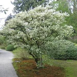 Osmanthus Burkwoodii Garden Shrub - Fragrant White Flowers, Compact Size, Hardy (15-30cm Height Including Pot)