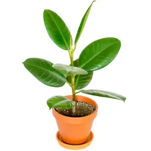 Ficus Robusta Indoor Plant: Glossy Foliage, Effortless Care, Perfect Green Accent (30-40cm)