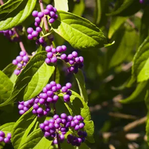 Callicarpa 'Profusion' Beautyberry