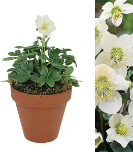 Hellebore Plant White Christmas Rose in 15cm Terracotta Pot with Moss - Winter Flowering Helleborus Christmas Gardening Gift