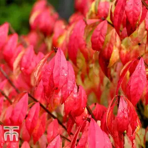 Euonymus Alatus Compactus 3.6 Litre Potted Plant 25-30cm x 2