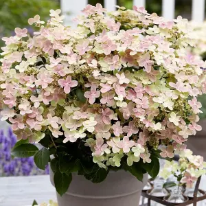 Polestar Outdoor Shrub Plant Hydrangea Paniculata Flowering Garden Plant 2L Pot