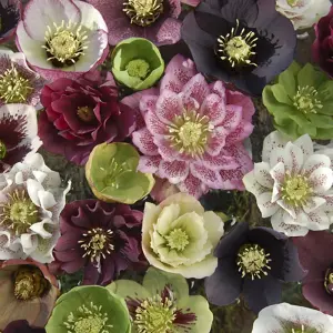 YouGarden Hellebore 'Double Ellen', Set of 10 Mixed Jumbo Plug Plants, Winter and Spring Flowering, Ready to Pot or Plant Out