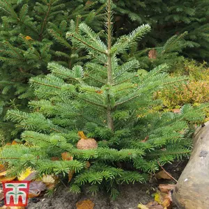 Abies Nordmanniana Fir Tree - 3 Bare Root Plants