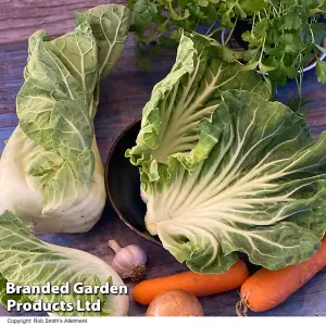 Cabbage Luzia F1 1 Packet (20 Seeds)